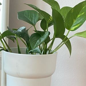 Meet your Posher, Ann